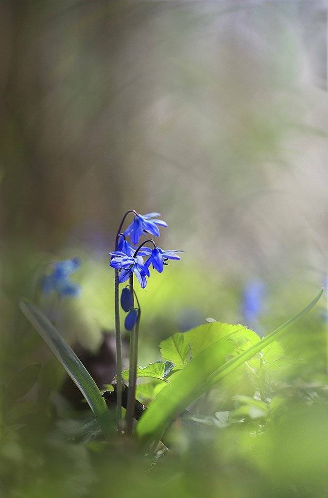 Цветы,подснежник,голубой,холодно,весна,пасмурно,лес,мох,свет,листья,зеленые,коричневые,ранняя,весенний,красивые, Виктор