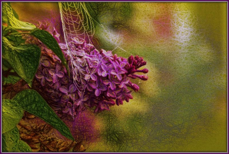 стилизация, обработка фото, фш, сирень, цветы, стиль, арт, фото, графика, был месяц май фото превью