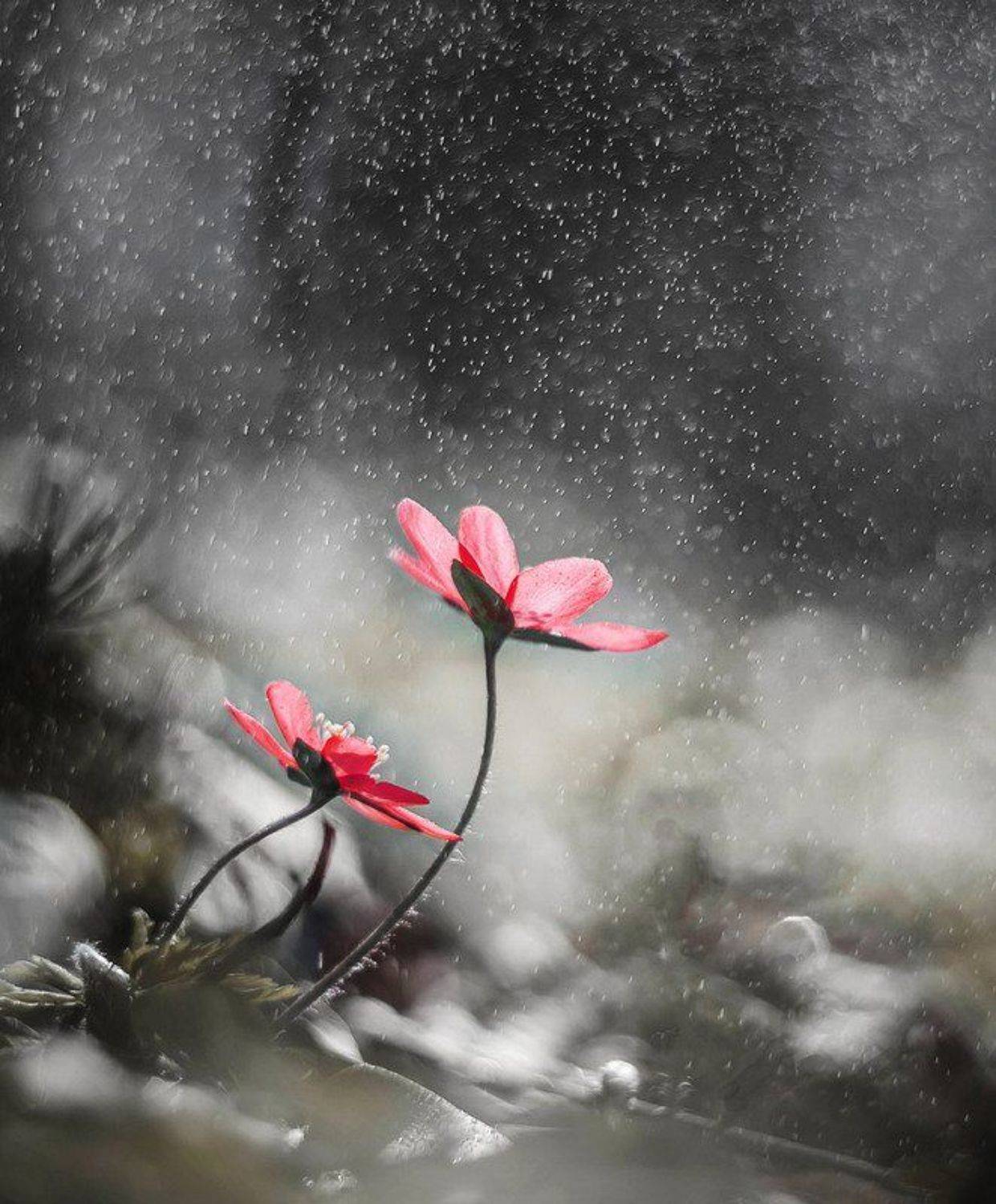 , Синкальський Тарас