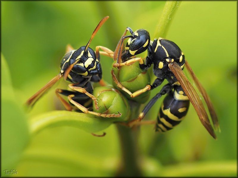 Polistes nimpha, Оса, Полист нимфа Всё мы делим пополам фото превью