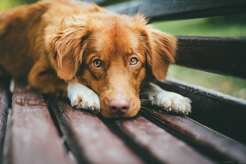 dog, toller, red, animal, cute Толлер фото превью