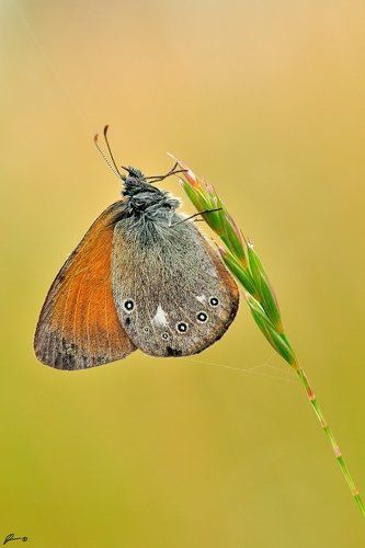 Coenonympha glycerion