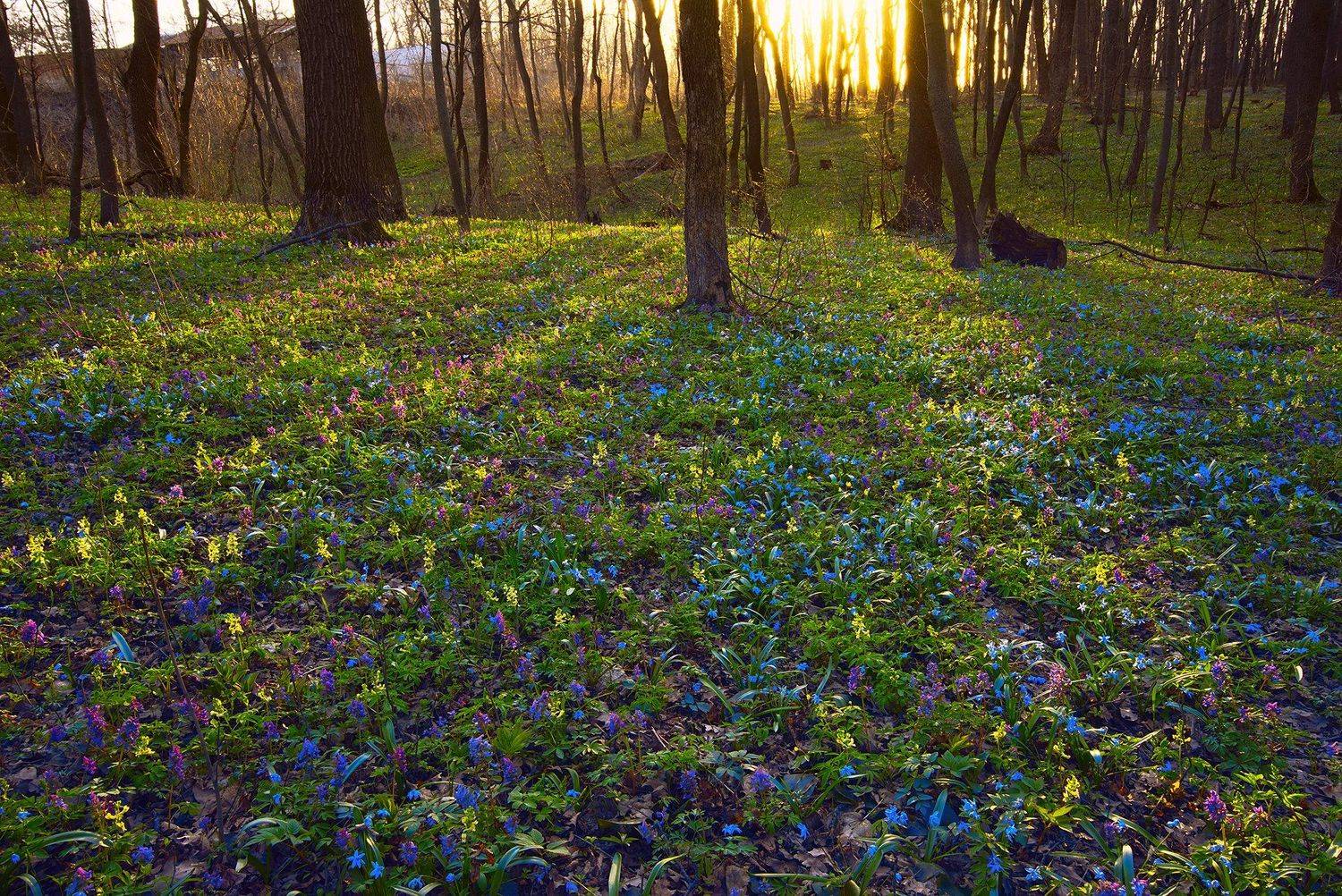 лес, Сячин Саша
