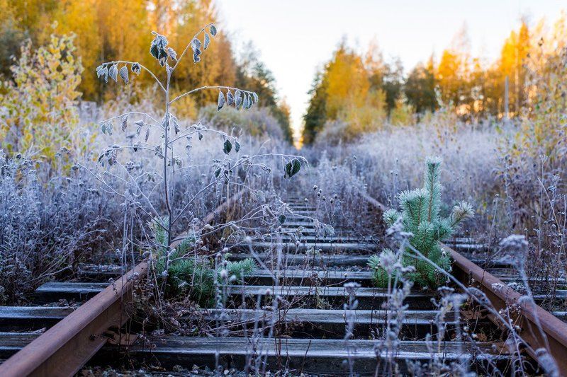 Золотая осень, Изморозь, Ленинградская область, Осень, Растения, Рельсы, Роса, Сосновый Бор, Утро Морозное утро фото превью