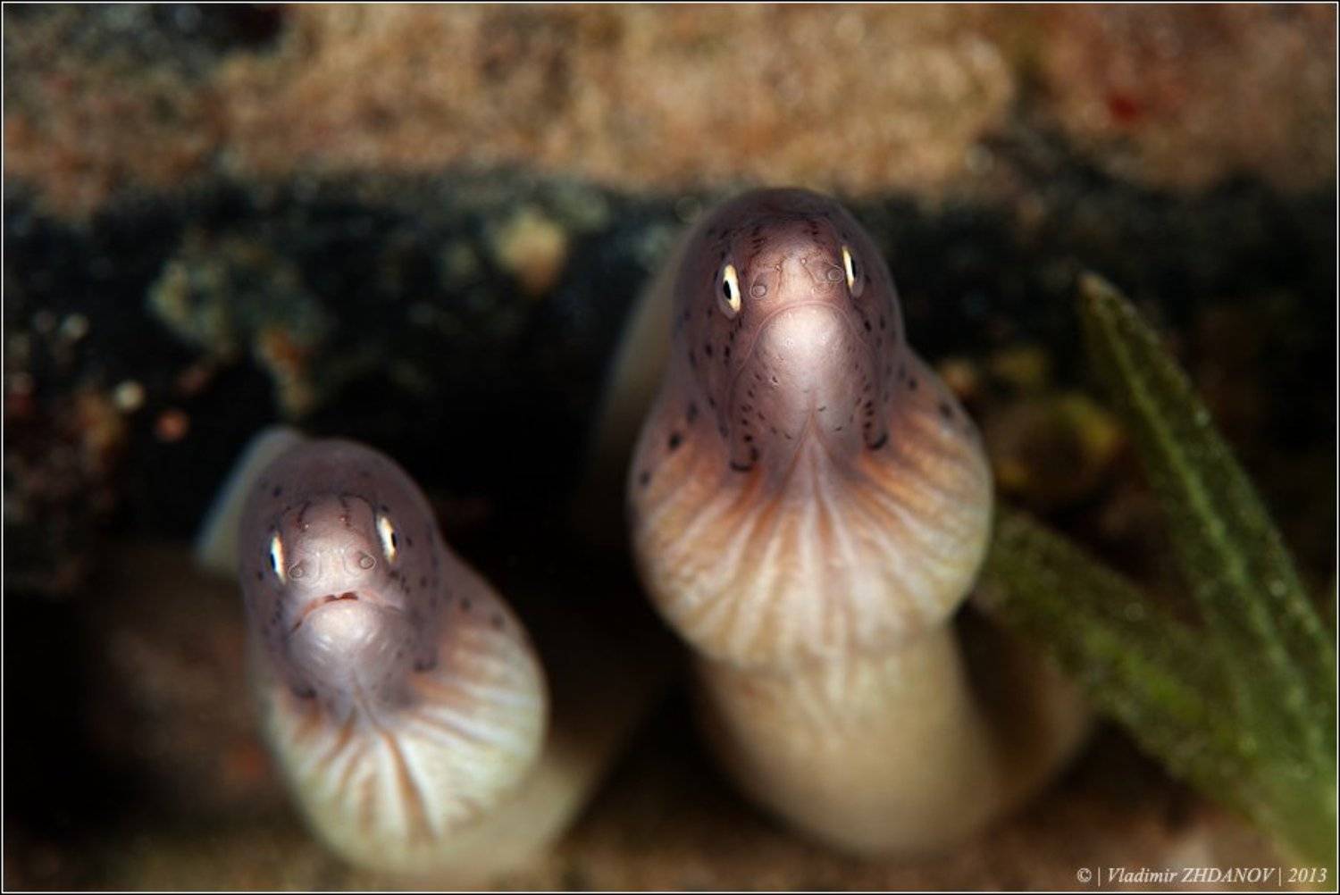 , Владимир Жданов