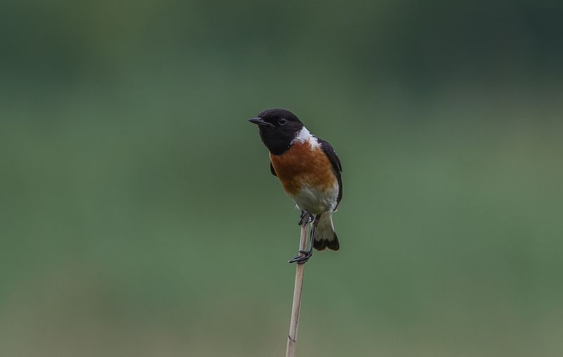 Чекан, черноголовый, мухоловковые Чекан черноголовый фото превью
