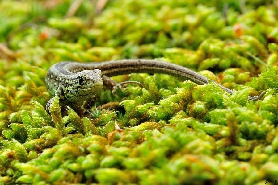 Lizards, Nature, Reptiles, Wildlife, Mariusz Oparski