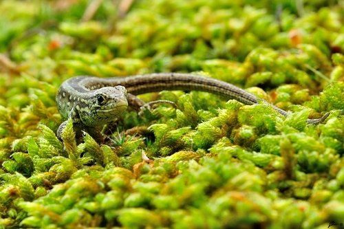 Lacerta agilis