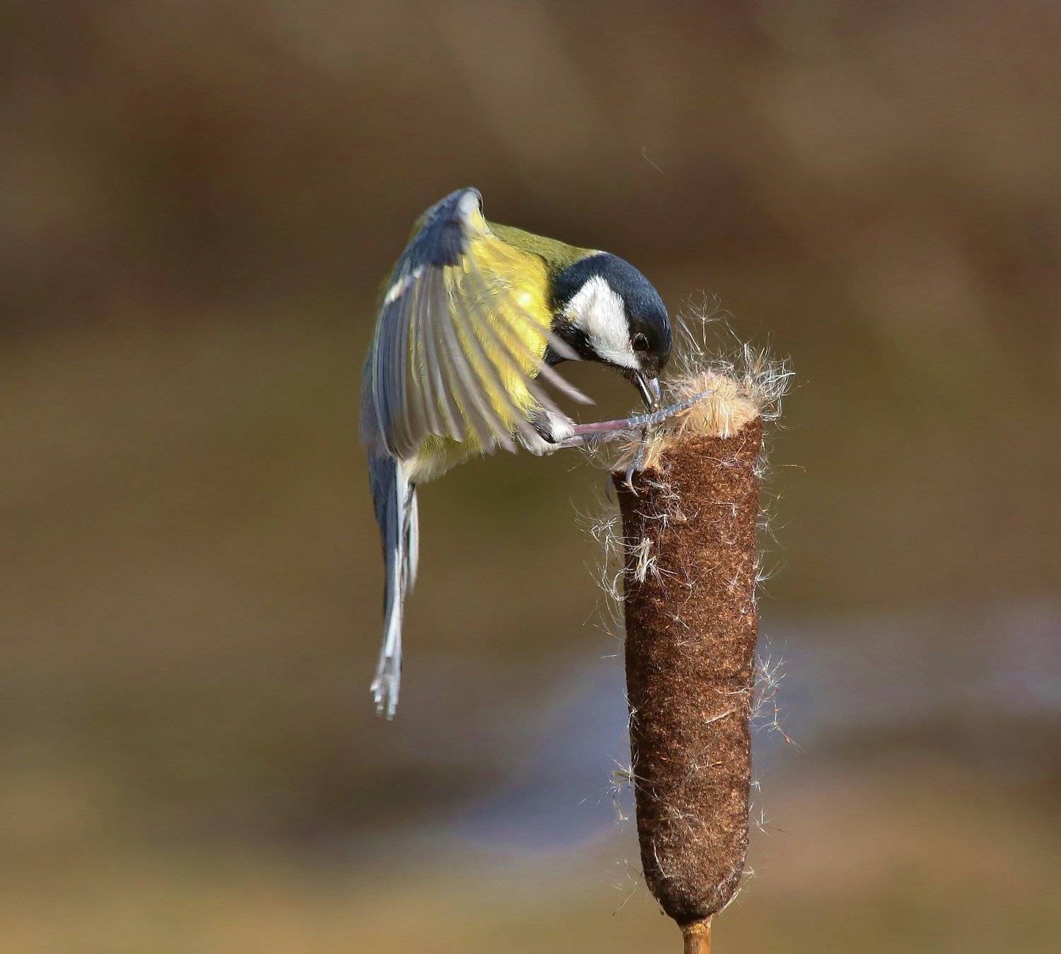 , Андрей Головнев