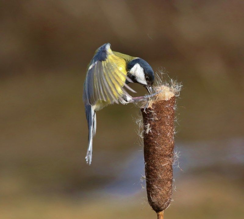 вертикали фото превью
