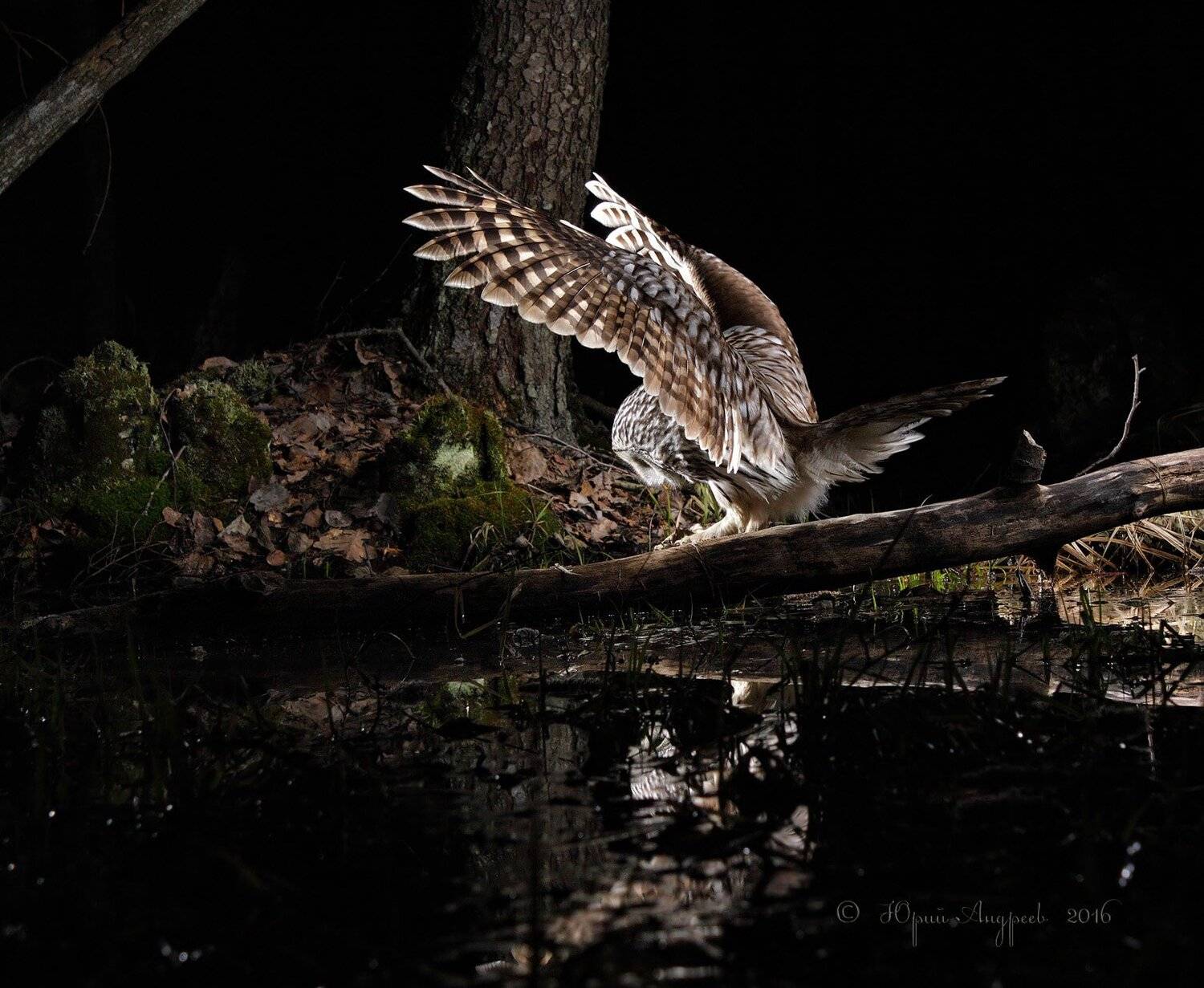 , Юрий Андреев