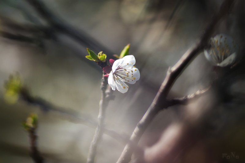 Весеннее вдохновение ... фото превью