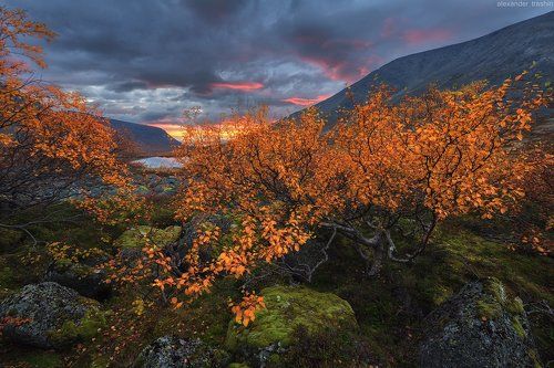 Northern Forest