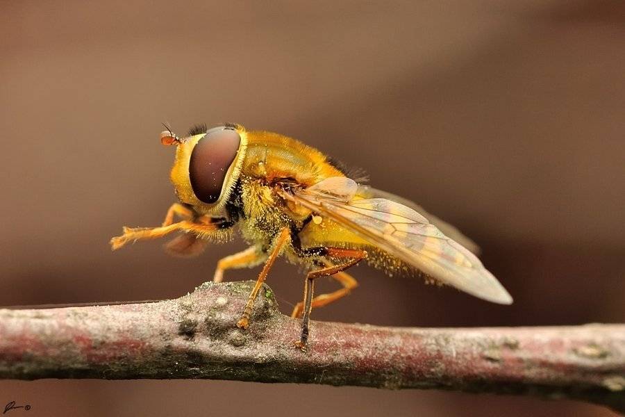 Insect, Macro, Makro, Nature, Mariusz Oparski