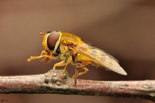 Syrphus sp.