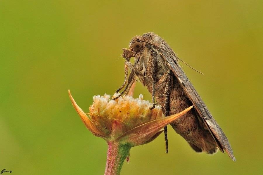 Butterfly, Insect, Macro, Makro, Nature, Mariusz Oparski