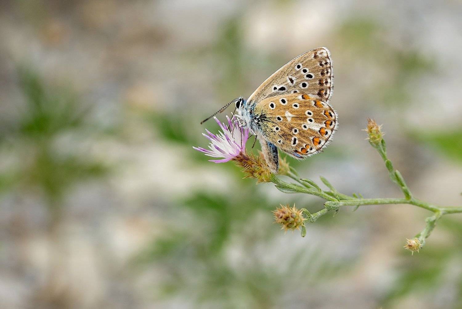 Butterfly, Бабочка, Геленджик, Макро, Игорь Подобаев