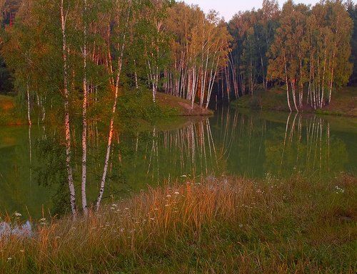 Русские березки