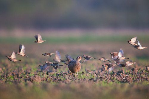 Pheasant with fellows