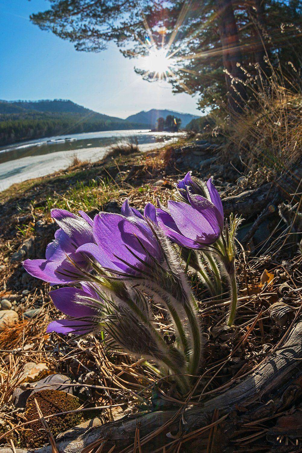 Altai, Siberia, Spring, Алтай, Весна, Катунь, Прострелы, Сибирь, Цветы, Павел Филатов