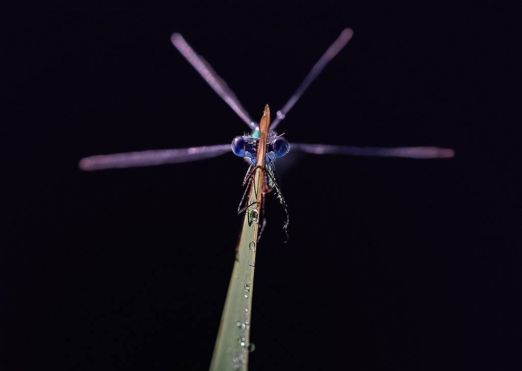 , Валерия Зверева