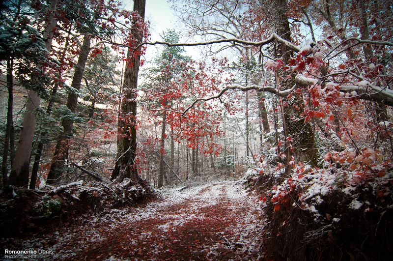 Примеряет лес зимний наряд. фото превью
