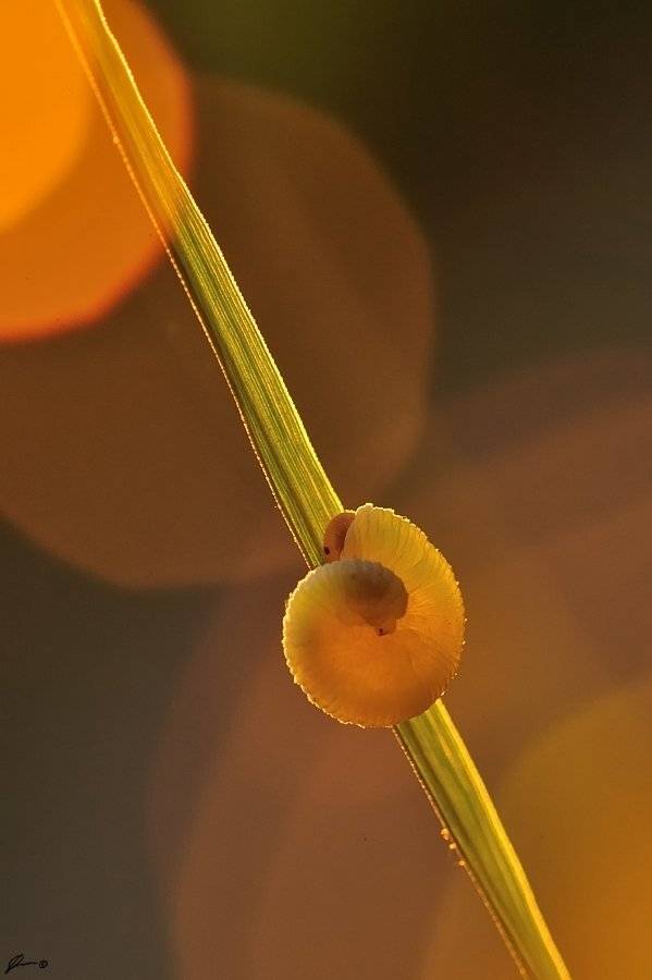 Insect, Macro, Makro, Nature, Mariusz Oparski