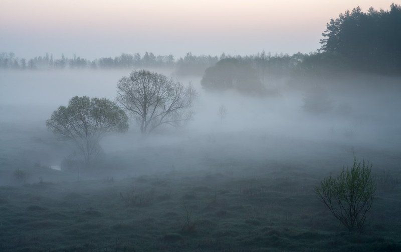 В поисках ёжика... фото превью
