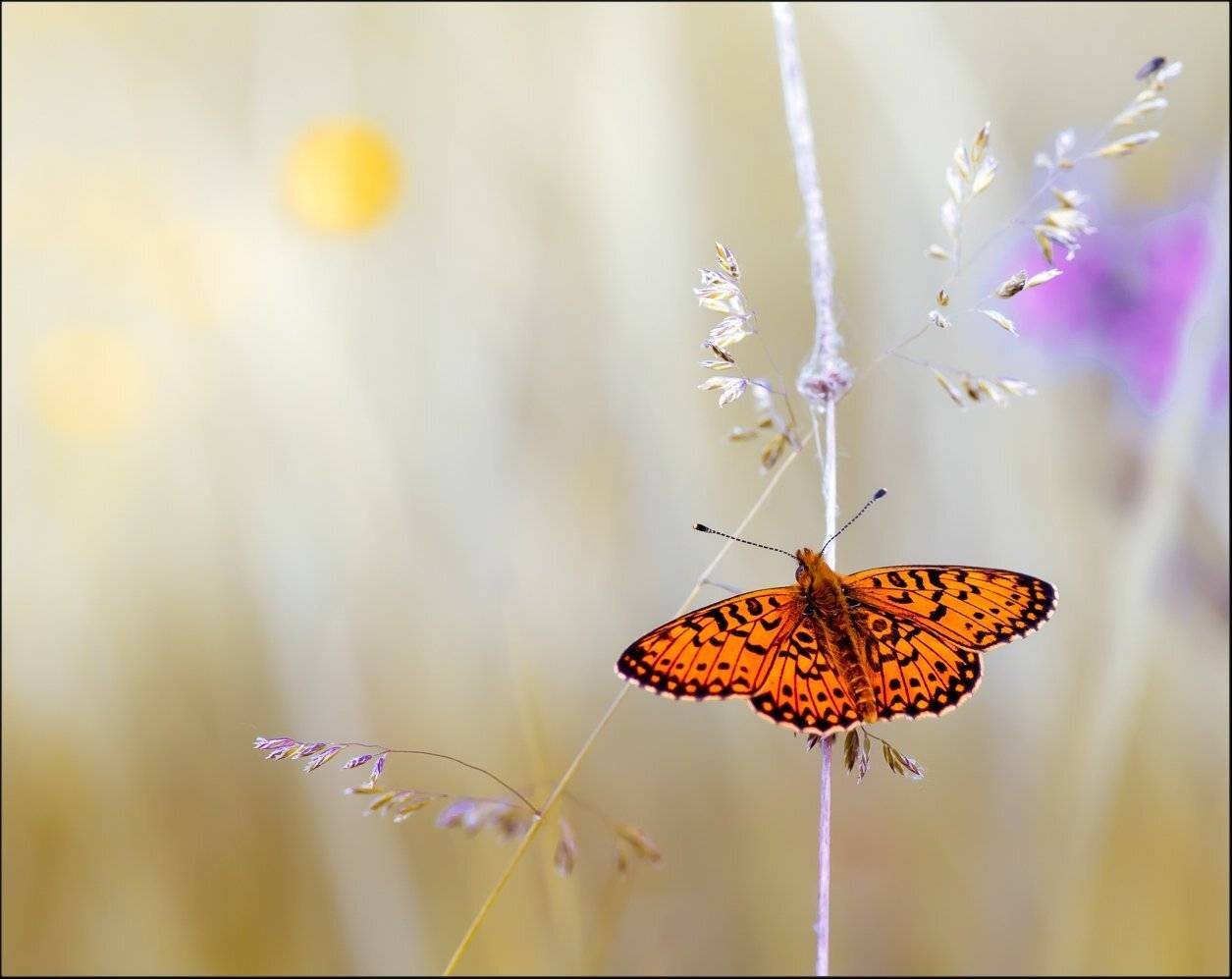 макро, Виктор Парщиков