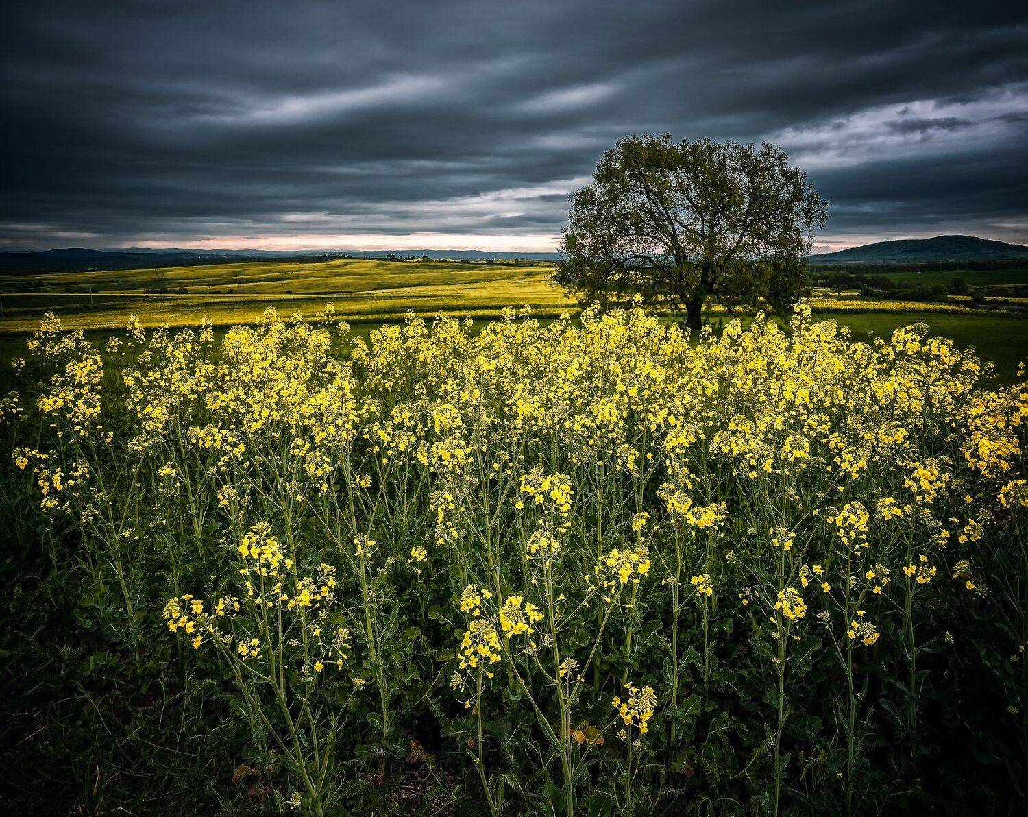 sky, clouds, dark, tree, field, flowers, yellow, Jeni Madjarova