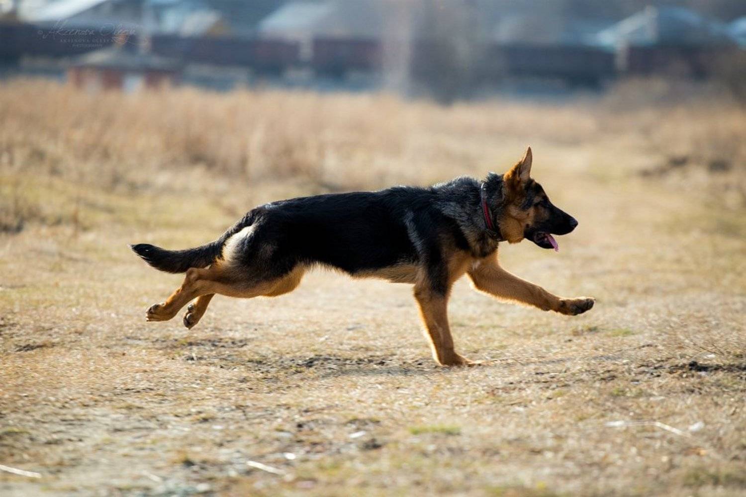 , Аксёнова Олеся