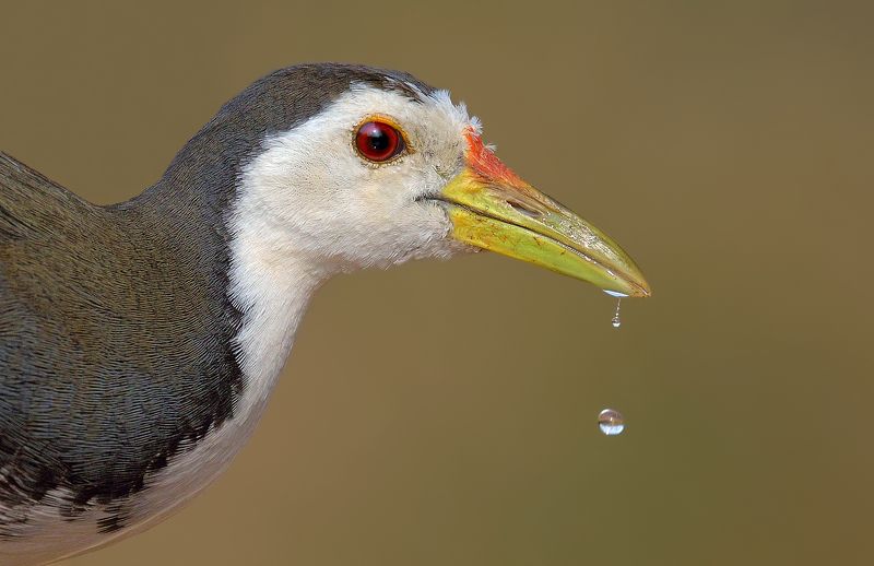 White-breasted waterhen фото превью