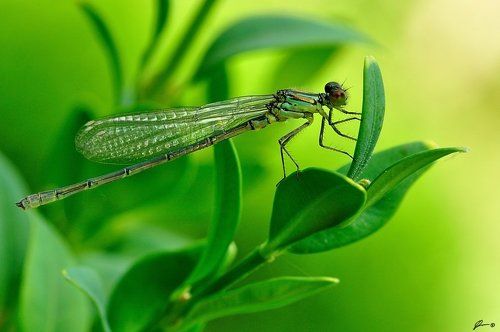 Erythromma viridulum