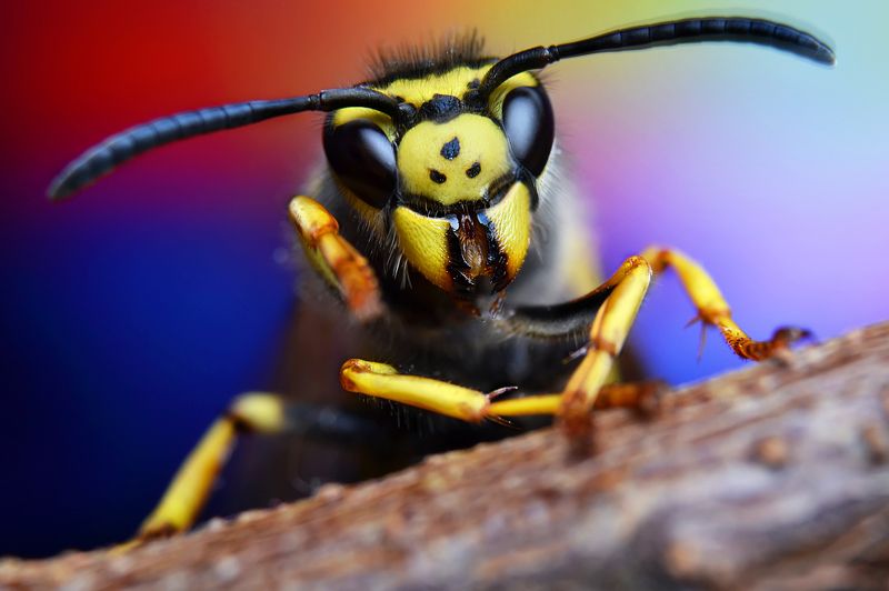 Bee фото превью