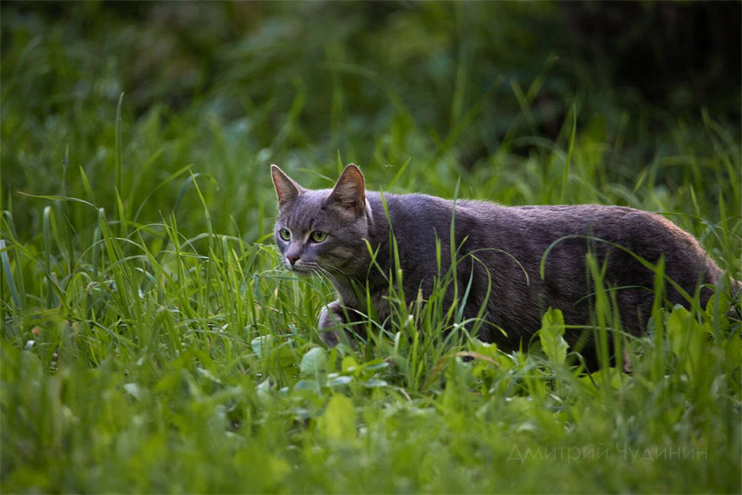 , Чудинин Дмитрий