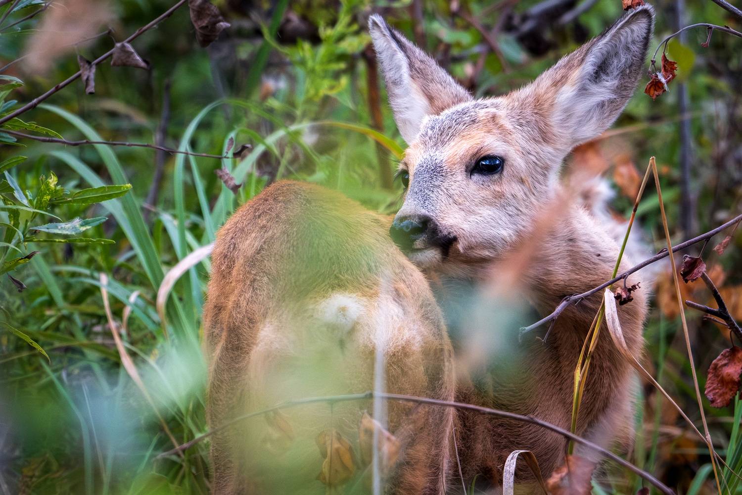 , Бодрягин Виталий