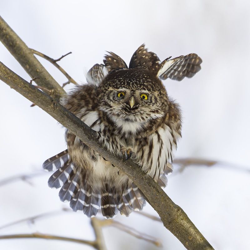воробьиный сычик, воробьиный сыч, сова, птицы, Воробьиный сычик фото превью