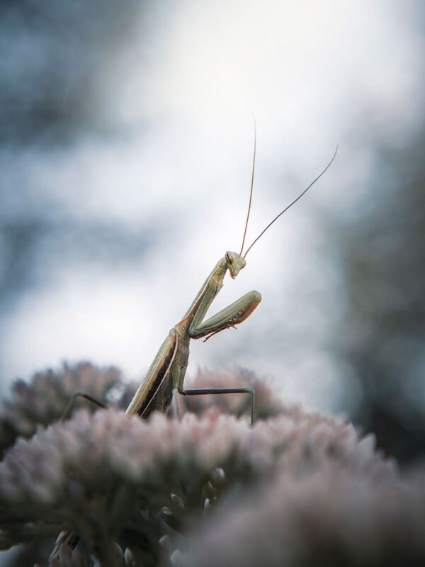 Грозный парень. фото превью