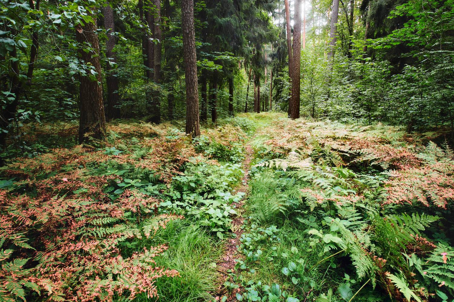 лес, деревья, листва, свет, Валерий Вождаев
