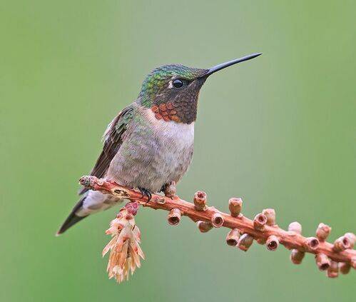 Ruby-throated Hummingbird male -Рубиновогорлый Колибри