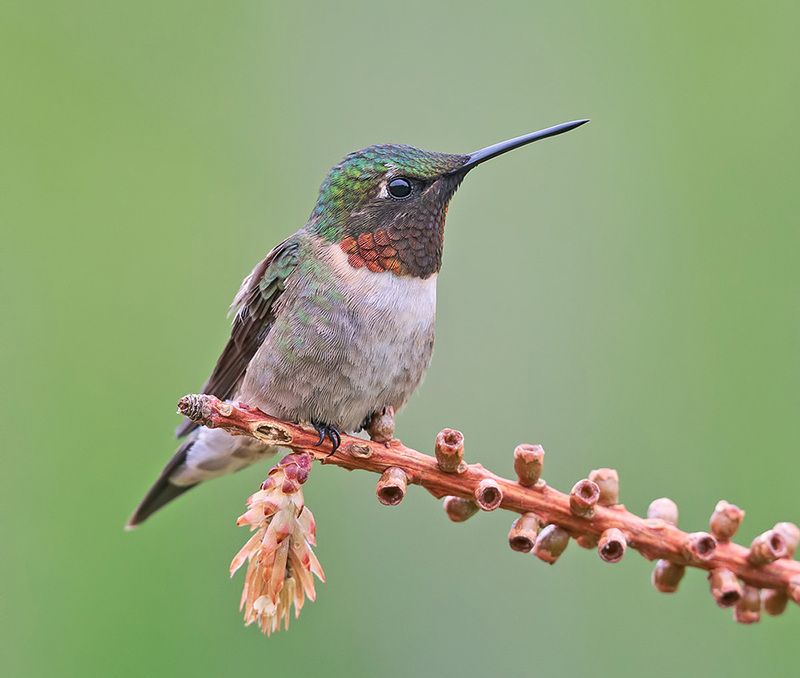колибри,ruby-throated hummingbird, hummingbird Ruby-throated Hummingbird male -Рубиновогорлый Колибри фото превью