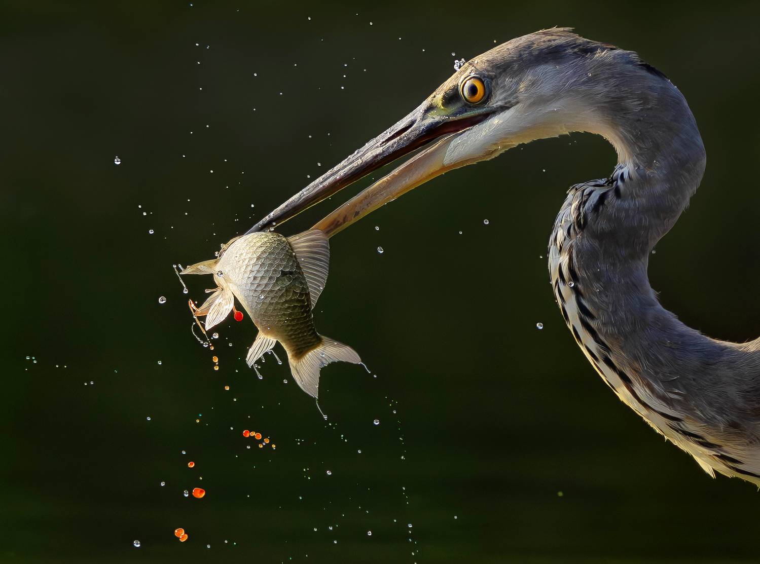 , Bessarion Chakhvadze