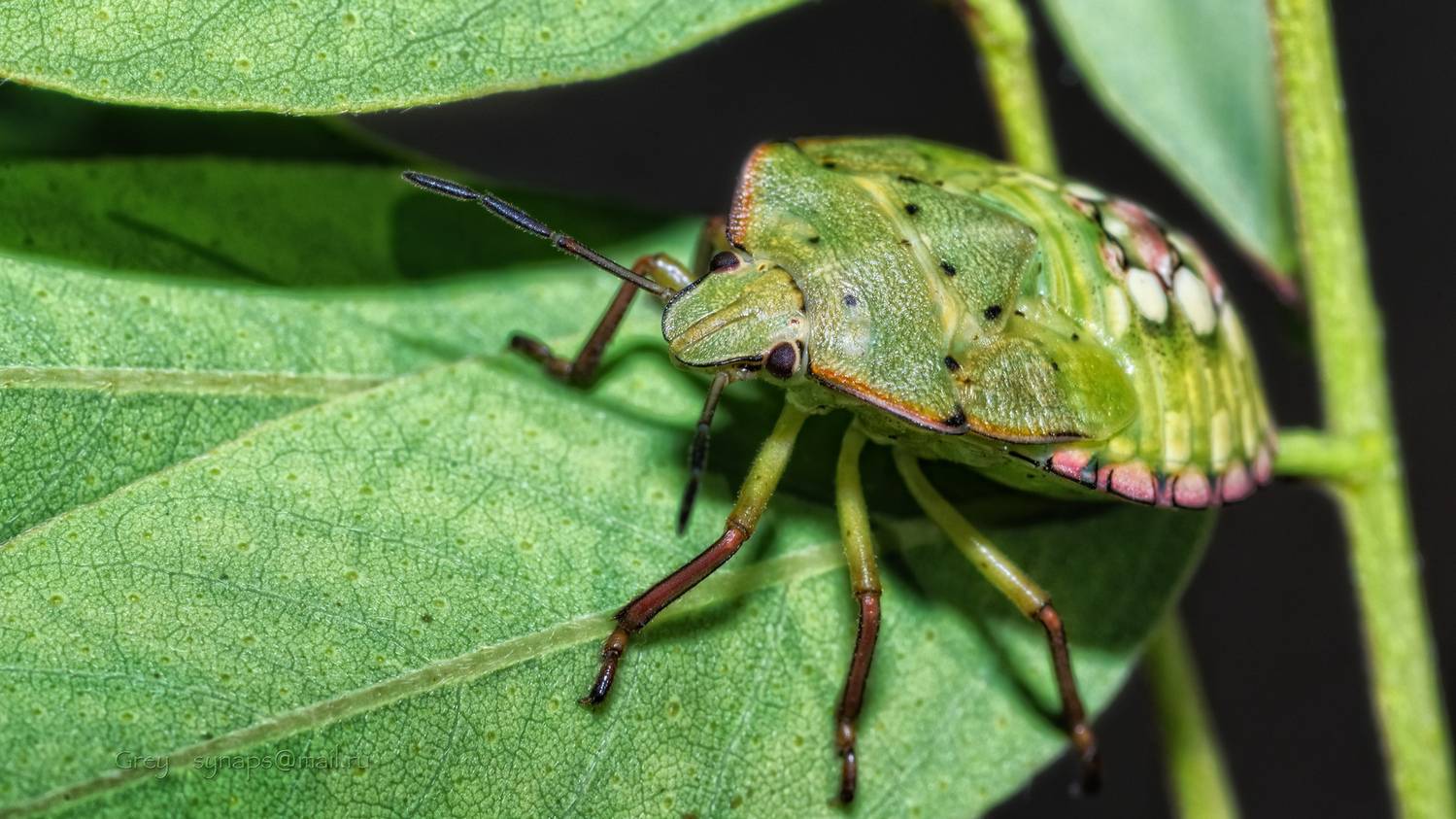 клоп щитник макро green , Сергей Павлов