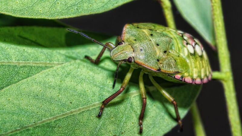 клоп щитник макро green  Красавец хоть куда! фото превью
