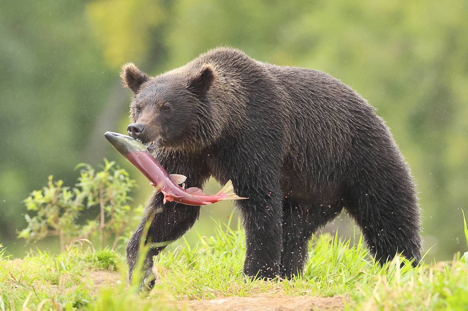 , Голубков Леонид