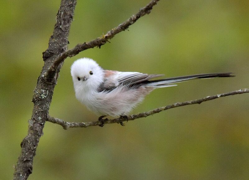 Пушистик фото превью