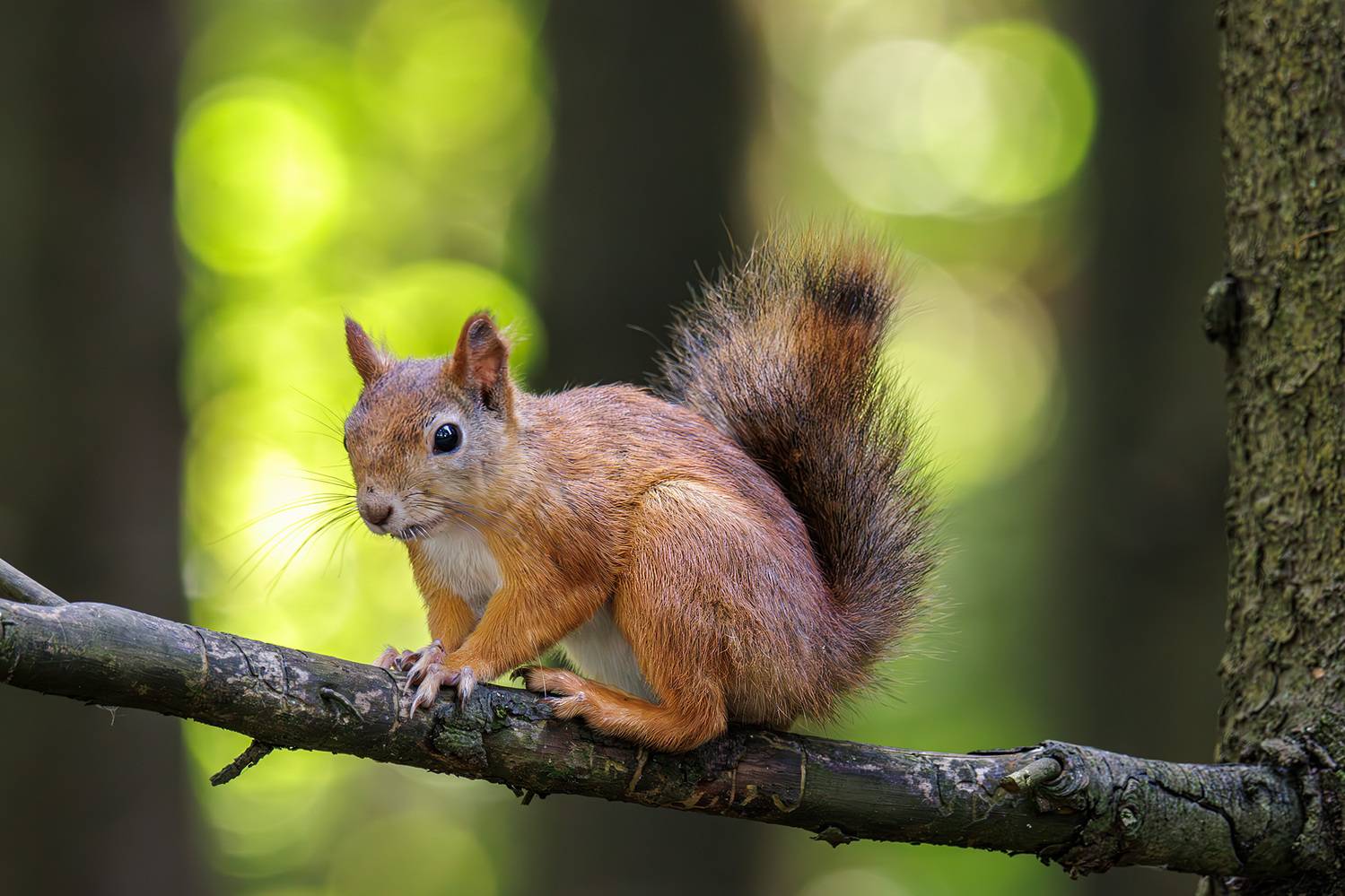 , Морозов Сергей