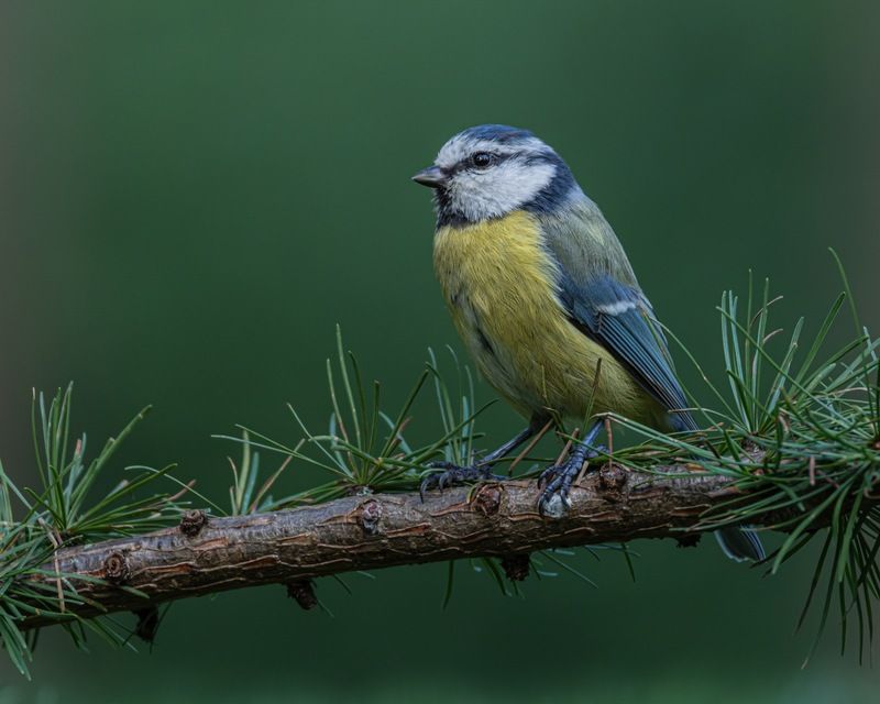 синица, лазоревка, птицы Лазоревка фото превью