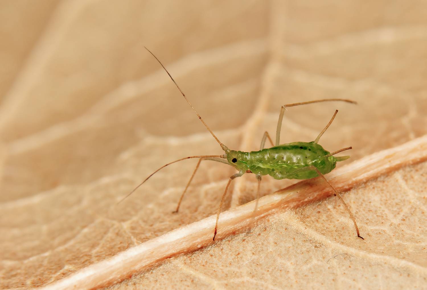 макрофото, макрофотографии, фотомакро, насекомые, макромир, макрофотограф, макроаддикт, макро_мир, naturelovers, naturelover, naturephotography, macrolove, macro_love, biodiversity, macrophotography, macro, macronature, entomology, arthropods, arthropod, ,  Stephane