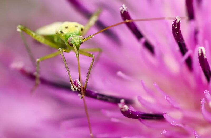 Тараканище. фото превью